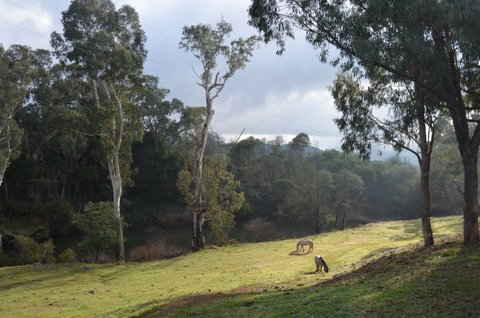 Nug Nug Wah Homestead - Accommodation Redcliffe 2