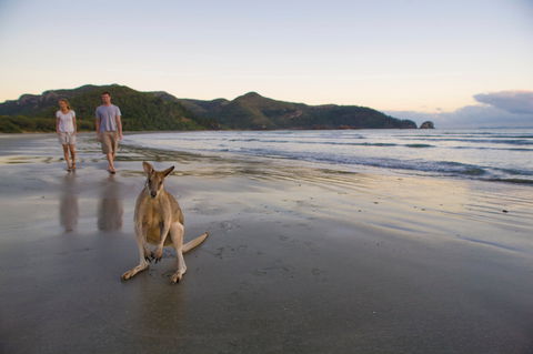 Cape Hillsborough National Park Camping - Accommodation Redcliffe 1