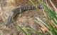 Bungarie Bay Campground - thumb 6