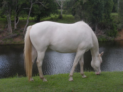 Imbil Bridge Farm And Homestead - Accommodation Redcliffe 1