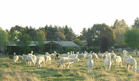 Glenhope Alpacas Self Contained Bb/farmstay - Accommodation Redcliffe