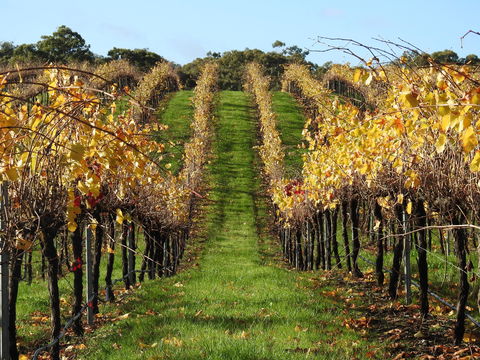 Miners Ridge Vineyard Railway Carriage B&B - Accommodation Redcliffe 1