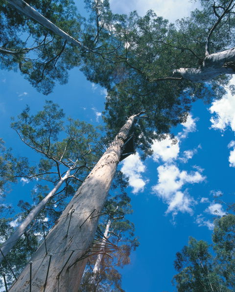 Drafty's Camp At Warren National Park - Accommodation Redcliffe 2