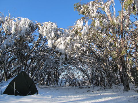 Mt Stirling Alpine Winter Camp - Accommodation Redcliffe 2
