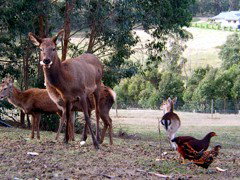 Carolins Organic Farm - Accommodation Redcliffe 4