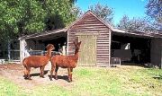 Glenfield Cottage - Accommodation Redcliffe 1