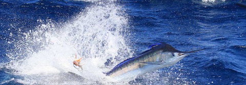 True Blue Fishing Charters - Accommodation Redcliffe 6