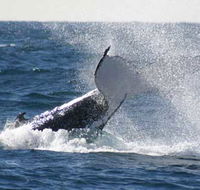 Whale Watching Sydney - Accommodation Redcliffe
