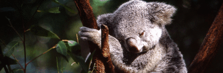 Koala and River Cruise by Mirimar Cruises - Accommodation Redcliffe