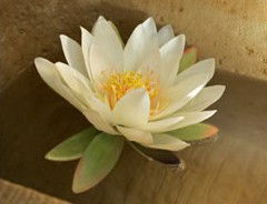 Orchid Day Spa - Accommodation Redcliffe 2