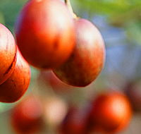 Tropical Fruit World - Accommodation Redcliffe