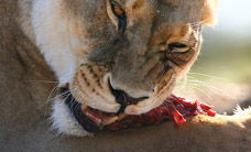 Werribee Open Range Zoo - Accommodation Redcliffe 2