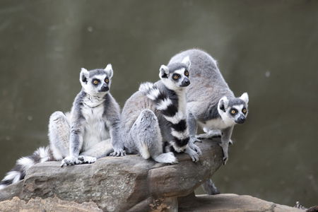 Adelaide Zoo - Accommodation Redcliffe 0