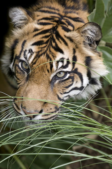 Adelaide Zoo - Accommodation Redcliffe 1