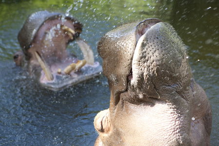 Adelaide Zoo - Accommodation Redcliffe 2