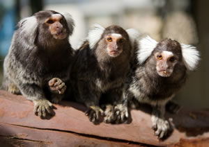 Zoo Doo Wildlife Park - Accommodation Redcliffe 1