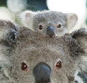 Billabong Koala and Wildlife Park - Accommodation Redcliffe