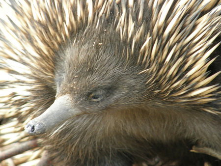 Dundee's Wildlife Park - Accommodation Redcliffe 3