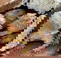 Alice Springs Reptile Centre - Accommodation Redcliffe