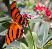 Butterfly Farm