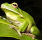 The Rainforest Habitat - Accommodation Redcliffe