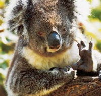 Gorge Wildlife Park - Accommodation Redcliffe