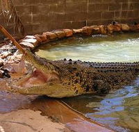 Wyndham Zoological Gardens and Crocodile Park - Accommodation Redcliffe