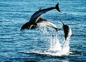 Polperro Dolphin Swims - Accommodation Redcliffe 1