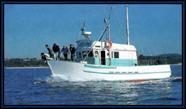 Polperro Dolphin Swims - Accommodation Redcliffe 2