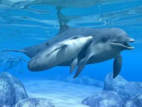 Polperro Dolphin Swims - Accommodation Redcliffe 3