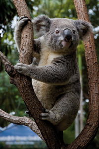 Currumbin Wildlife Sanctuary - Accommodation Redcliffe 1