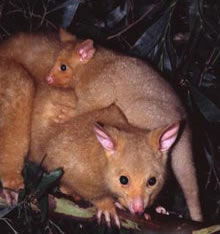 Geckoes Wildlife Presentations - Accommodation Redcliffe 1