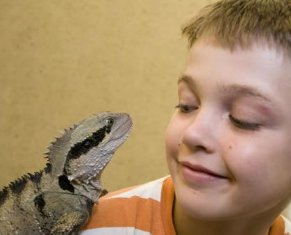 Geckoes Wildlife Presentations - Accommodation Redcliffe 2