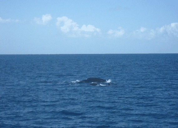 Carlo Fishing Charters - Accommodation Redcliffe 1
