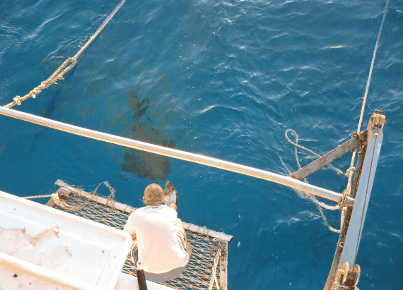 Carlo Fishing Charters - Accommodation Redcliffe 4