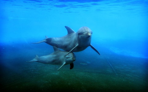 Dolphin Marine Magic - Accommodation Redcliffe 4