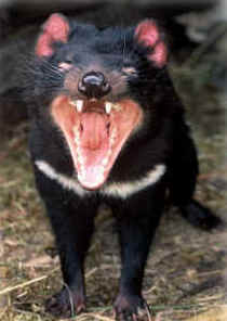 Zoo Doo Wildlife Park - Accommodation Redcliffe 4