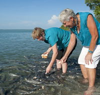 Aquascene Fish Feeding Sanctuary - Accommodation Redcliffe