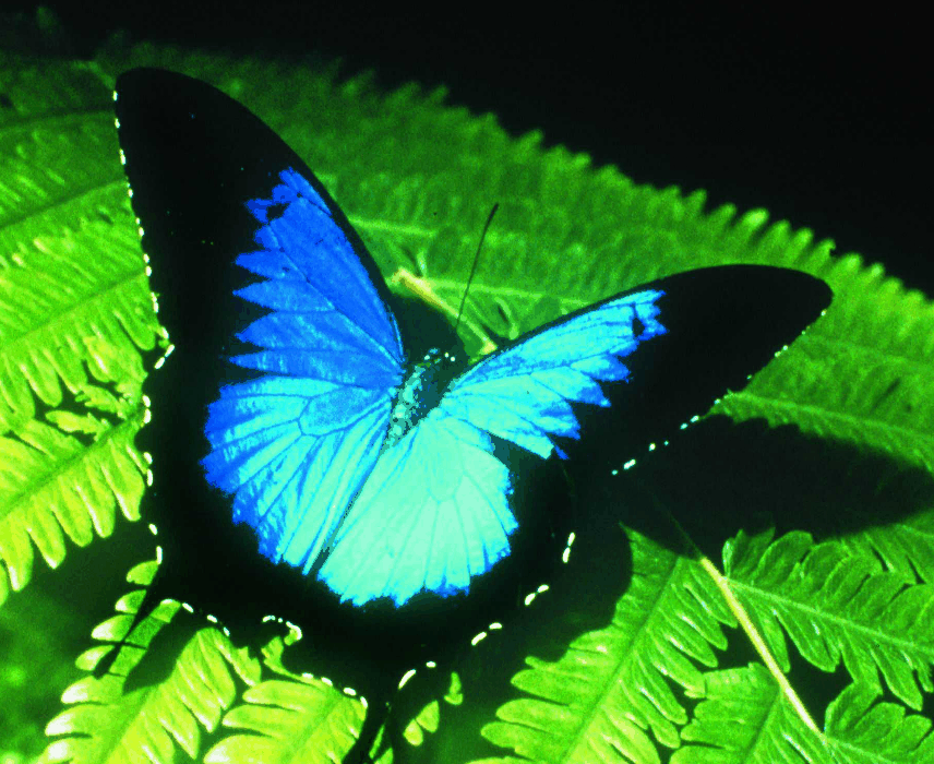 Australian Butterfly Sanctuary - Accommodation Redcliffe