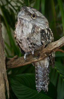 Currumbin Wildlife Sanctuary - Accommodation Redcliffe 2