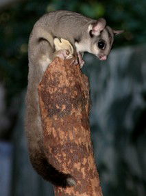 Currumbin Wildlife Sanctuary - Accommodation Redcliffe 3