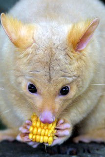 Currumbin Wildlife Sanctuary - Accommodation Redcliffe 4