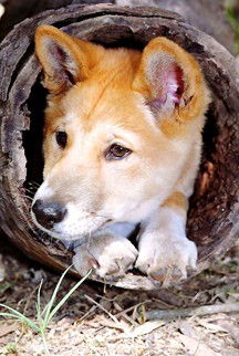 Currumbin Wildlife Sanctuary - Accommodation Redcliffe 6
