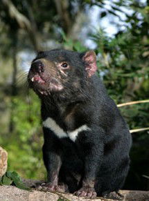 Currumbin Wildlife Sanctuary - Accommodation Redcliffe 7
