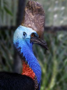Currumbin Wildlife Sanctuary - Accommodation Redcliffe 8