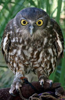 Currumbin Wildlife Sanctuary - Accommodation Redcliffe 9
