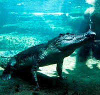 WILD LIFE Sydney Zoo - Accommodation Redcliffe