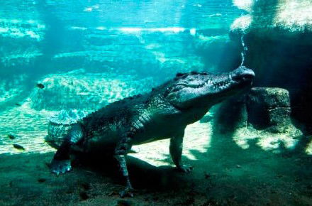 WILD LIFE Sydney Zoo - Accommodation Redcliffe 0