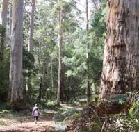 Warren River Loop Walk - Accommodation Redcliffe
