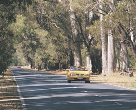 Ludlow Tuart Forest - Accommodation Redcliffe 0
